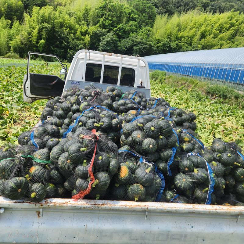 장터 상품 [보우짱 미니단호박 10k] 썸네일