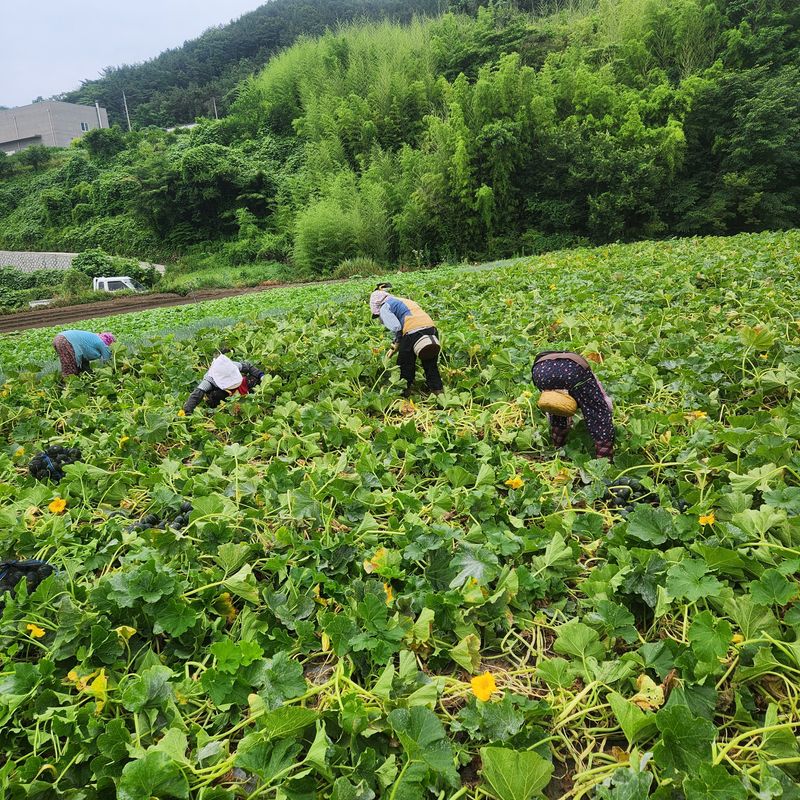 박준영님의 장터 판매 상품 [보우짱 미니단호박 10k] 첨부 사진