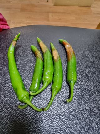 정민지호맘님의 고추 · 병해충상담 작성글 사진