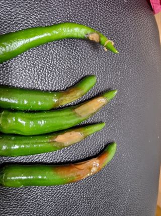 정민지호맘님의 고추 · 병해충상담 작성글 사진