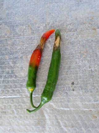 정민지호맘님의 고추 · 병해충상담 작성글 사진