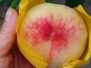 금동이네님의 복숭아 · 자유게시판 작성글 사진