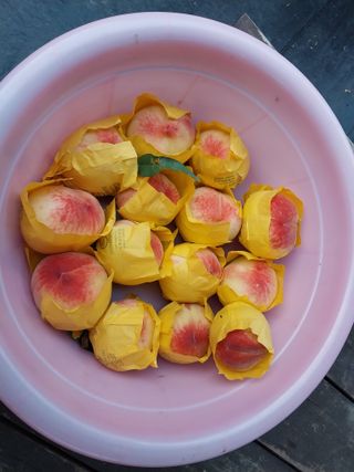 금동이네님의 복숭아 · 자유게시판 작성글 사진