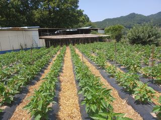 이인성님의 기타작물 · 병해충상담 작성글 사진