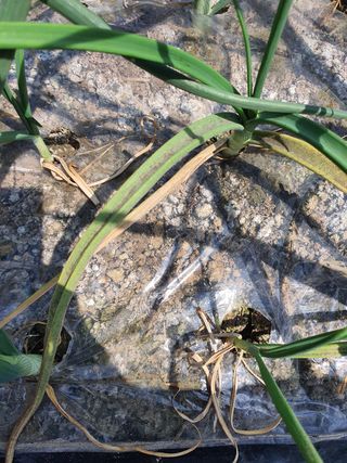 도베르만님의 기타작물 · 병해충상담 작성글 사진