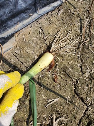 도베르만님의 기타작물 · 병해충상담 작성글 사진