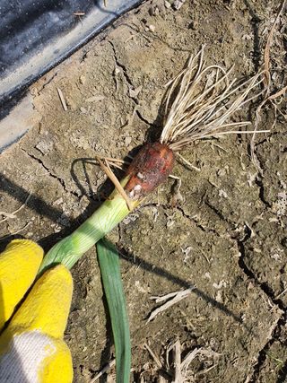 도베르만님의 기타작물 · 병해충상담 작성글 사진