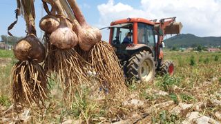 농부아내님의 마늘 · 영농일지 작성글 사진