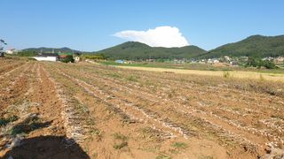 농부아내님의 마늘 · 영농일지 작성글 사진