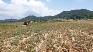 농부아내님의 마늘 · 영농일지 작성글 사진