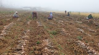 농부아내님의 마늘 · 영농일지 작성글 사진