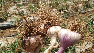 농부아내님의 마늘 · 영농일지 작성글 사진