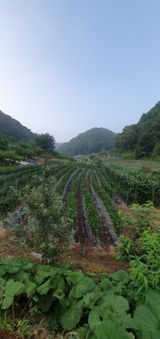 팜모닝 고추·일상 게시글 이미지