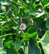 팜모닝 자유주제·자유게시판 게시글 이미지