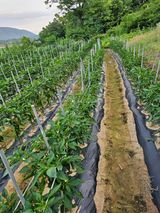 팜모닝 장마 대비 어떻게 하셨나요?·참여 게시글 이미지