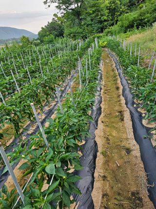 김영재님의 장마 대비 어떻게 하셨나요? · 참여 작성글 사진