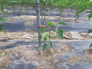 신 난다님의 고추 · 병해충상담 작성글 사진