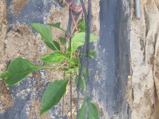 신 난다님의 고추 · 병해충상담 작성글 사진