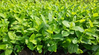 조병대님의 기타작물 · 자유게시판 작성글 사진