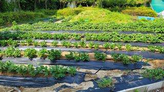 솔모루팜님의 감자 · 영농일지 작성글 사진