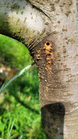 팜모닝 사과·병해충상담 게시글 이미지