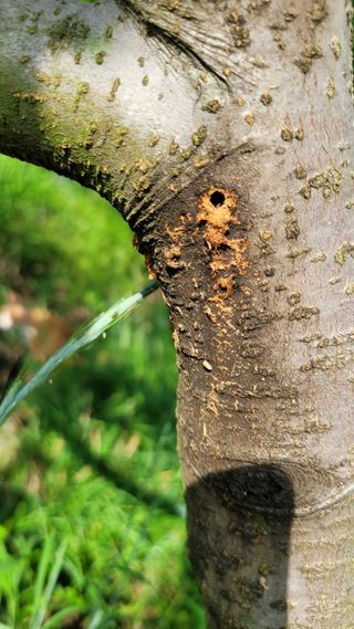 양파21964님의 사과 · 병해충상담 작성글 사진