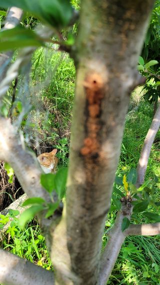 양파21964님의 사과 · 병해충상담 작성글 사진
