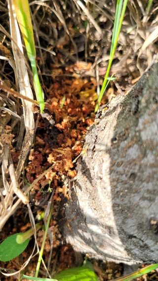 양파21964님의 사과 · 병해충상담 작성글 사진
