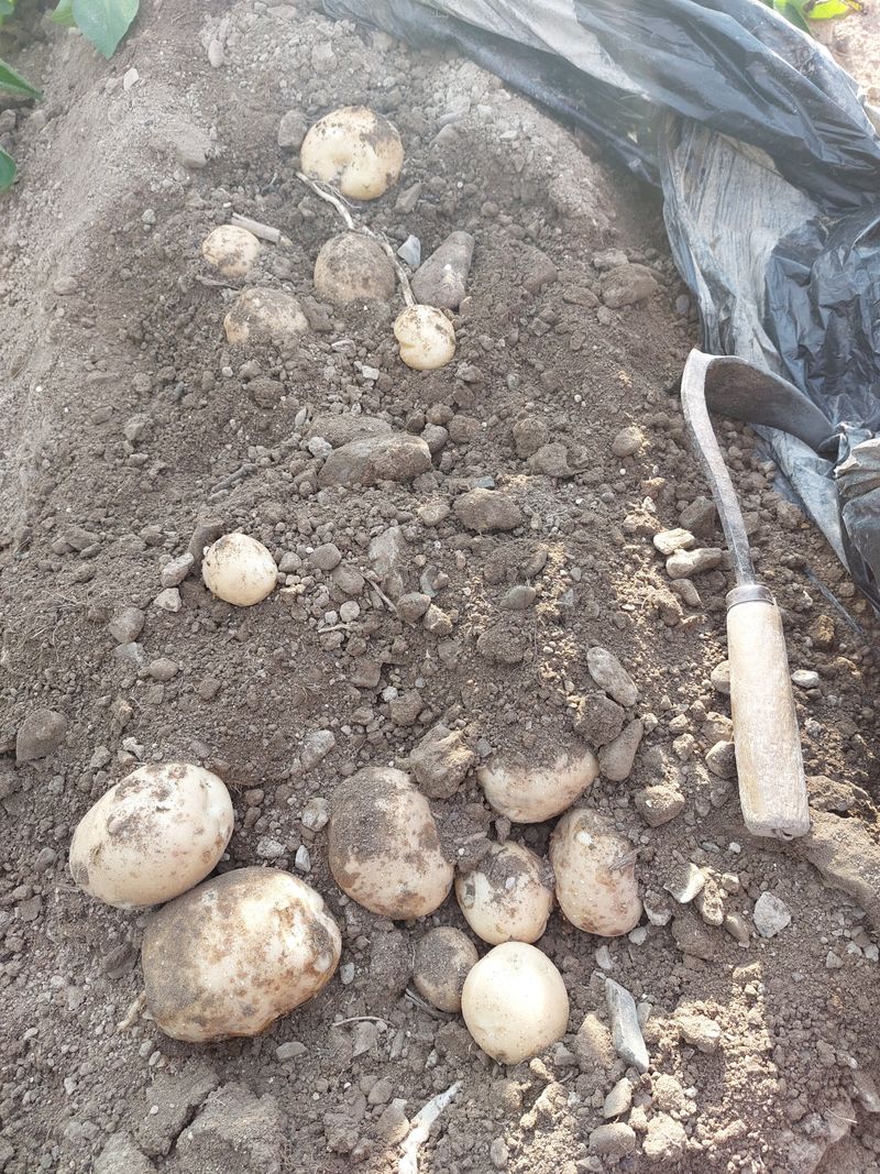 장터 상품 [두백 감자5kg.10kg] 썸네일