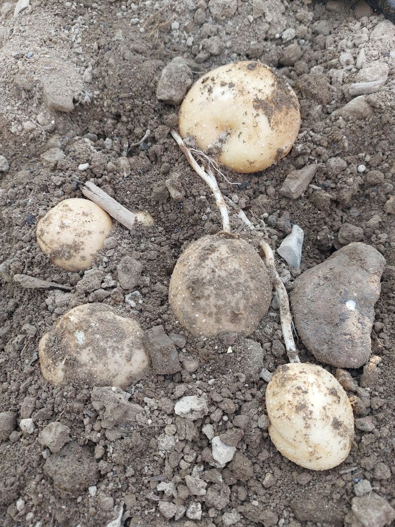 손윤영/수채화농원님의 장터 판매 상품 [두백 감자5kg.10kg] 첨부 사진