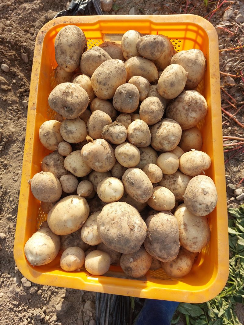 손윤영/수채화농원님의 장터 판매 상품 [두백 감자5kg.10kg] 첨부 사진