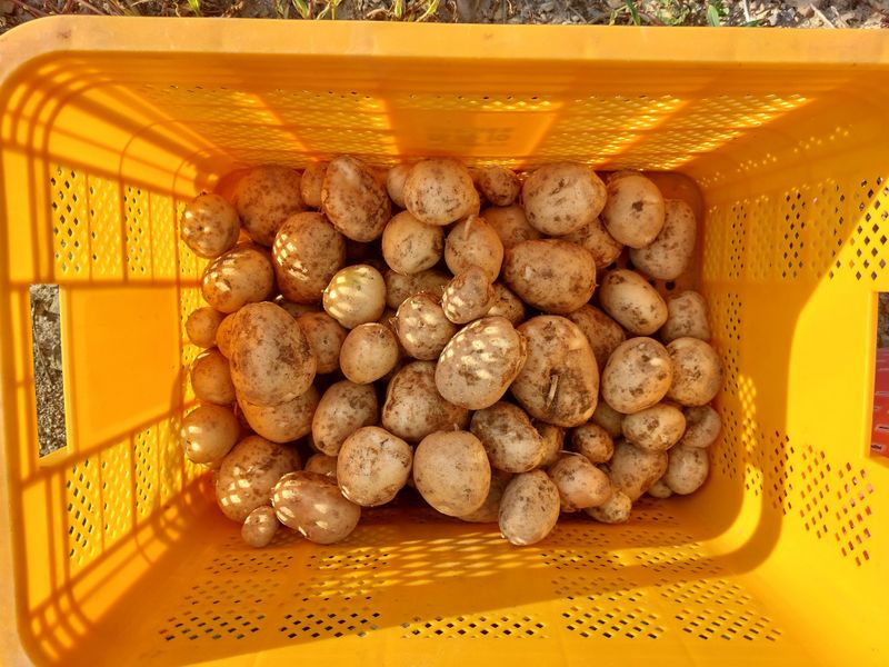 손윤영/수채화농원님의 장터 판매 상품 [두백 감자5kg.10kg] 첨부 사진