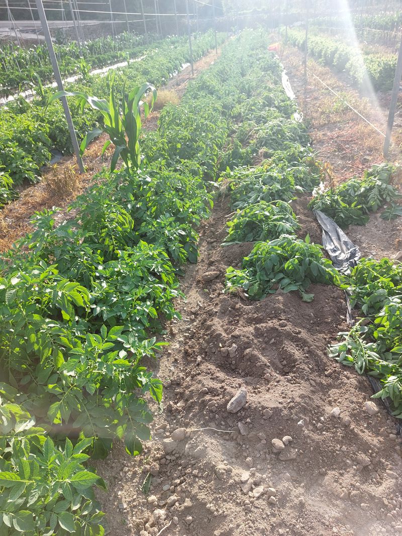 손윤영/수채화농원님의 장터 판매 상품 [두백 감자5kg.10kg] 첨부 사진