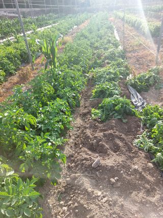 손윤영/수채화농원님의 작성글 사진