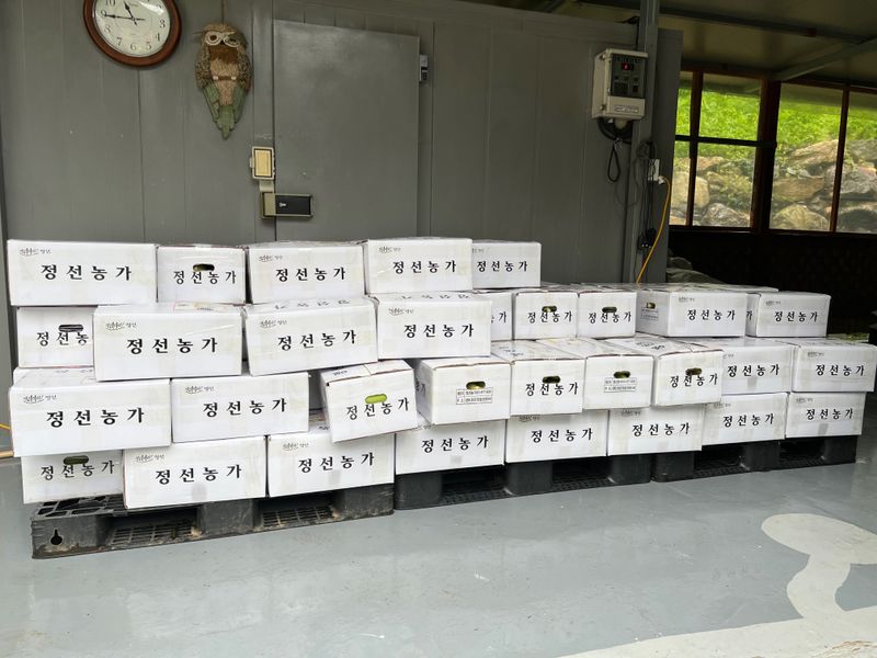 정선농가 달성마켓님의 장터 판매 상품 [정선 찰옥수수 15개 / 30개] 첨부 사진