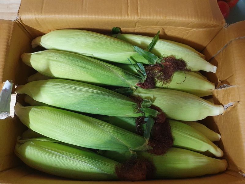 정선농가 달성마켓님의 장터 판매 상품 [정선 찰옥수수 15개 / 30개] 첨부 사진