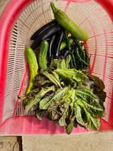 팜모닝 자유주제·자유게시판 게시글 이미지