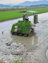 팜모닝 벼·자유게시판 게시글 이미지