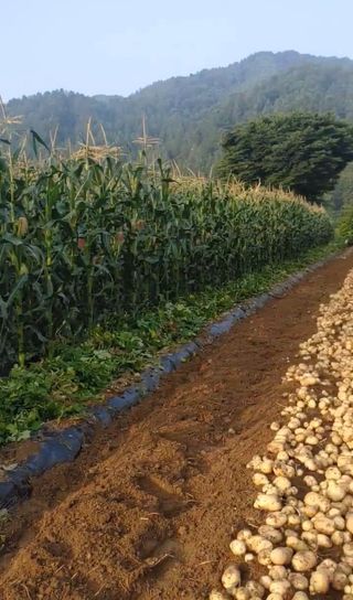 이연화님의 옥수수 · 자유게시판 작성글 사진