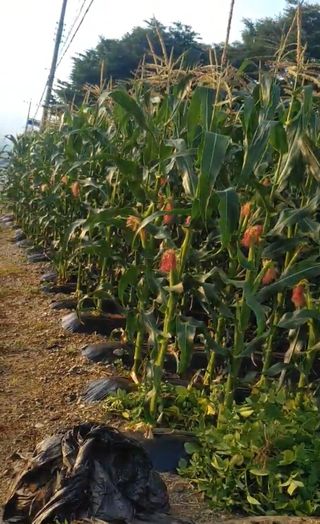 이연화님의 옥수수 · 자유게시판 작성글 사진