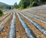 팜모닝 들깨·영농일지 게시글 이미지