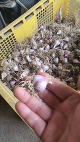 팜모닝 마늘·수확 게시글 이미지