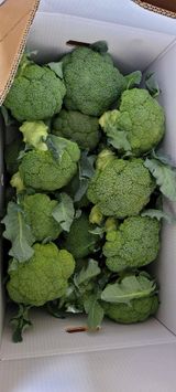 팜모닝 기타작물·자유게시판 게시글 이미지