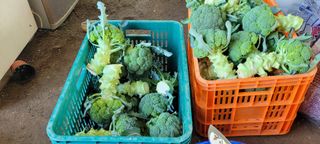 채경희님의 기타작물 · 자유게시판 작성글 사진