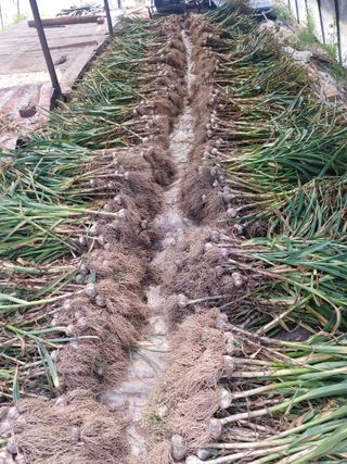 이연화님의 마늘 · 수확 작성글 사진