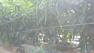 당진농부님의 고추 · 일상 작성글 사진