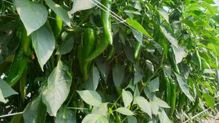 당진농부님의 고추 · 일상 작성글 사진