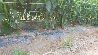 당진농부님의 고추 · 일상 작성글 사진