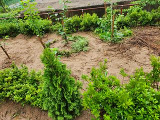 대파20698님의 토마토 · 영농일지 작성글 사진