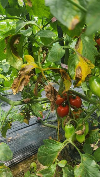 도시농부님의 토마토 · 영농일지 작성글 사진